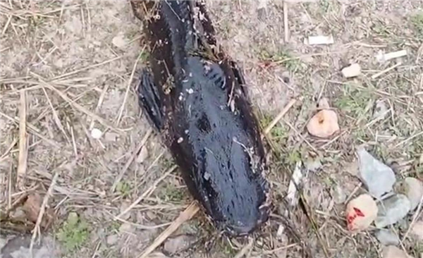 专家称大连水库怪鱼不能自然越冬：属外来入侵物种