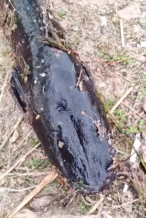 大连西山水库惊现成群“超大怪鱼” 专家：外来物种埃及塘鲺