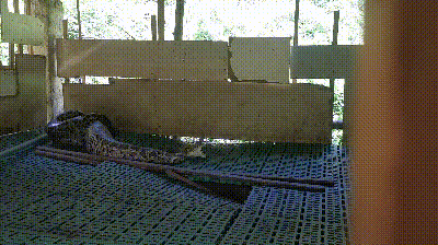 70斤蟒蛇生吞30斤羊被活捉：试图逃跑时还完整吐了出来