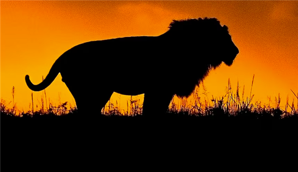 非洲再现致命狮子咬人事件！一男子深夜露营时走出帐篷被袭