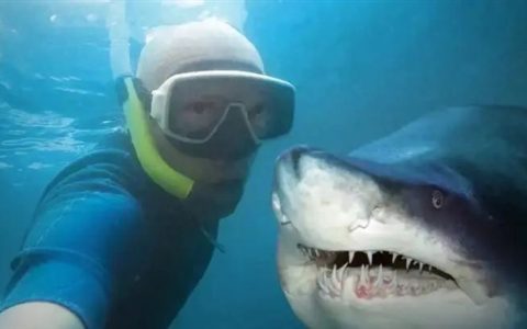 鲨鱼和鳄鱼哪个更加可怕 对人更加危险