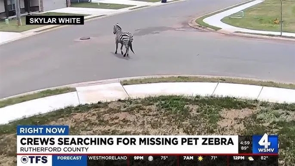 上天了：美国宠物斑马大逃亡 自由一周被飞机吊回家