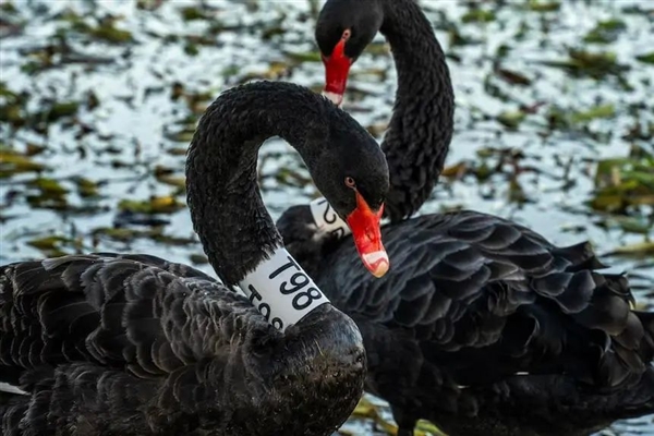 公鹅移情别恋 母鹅伤心欲绝！饲养员气不过给母鹅介绍2只公鹅