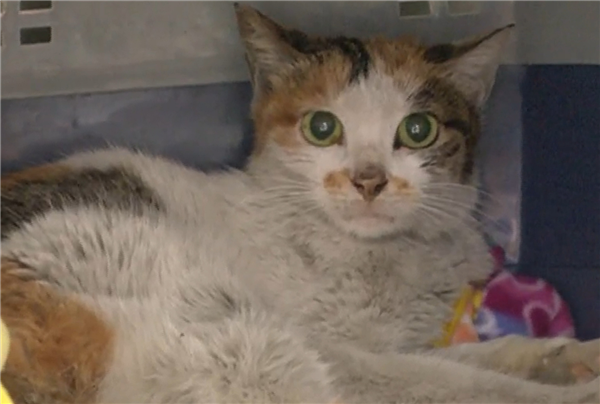 中国三花猫“偷渡”美国：无食无水生存三周