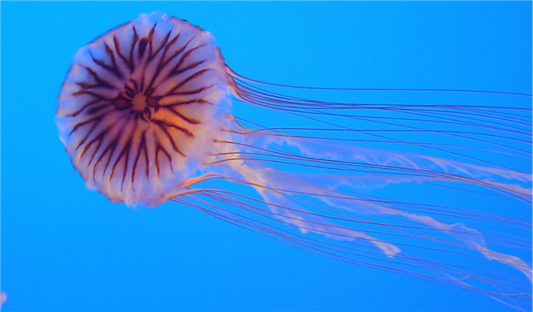 捉个皮皮虾 拇指被击穿！夏天在海边看到这些赶紧跑