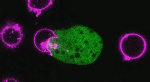 这种每年感染5000万人的寄生虫:科学已经知道它对人体做了什么插图3 这种每年感染5000万人的寄生虫:科学已经知道它对人体做了什么