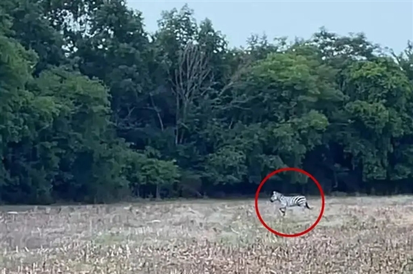 上天了：美国宠物斑马大逃亡 自由一周被飞机吊回家