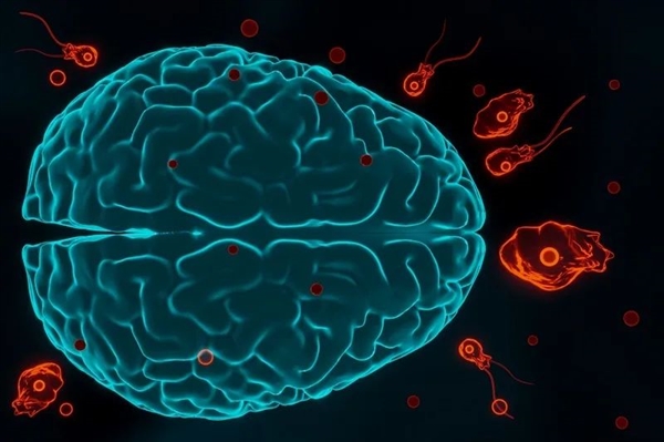 这种每年感染5000万人的寄生虫:科学已经知道它对人体做了什么插图1 这种每年感染5000万人的寄生虫:科学已经知道它对人体做了什么