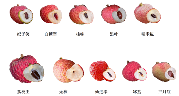 荔枝大丰收！10种热门荔枝口感大PK 一次说清