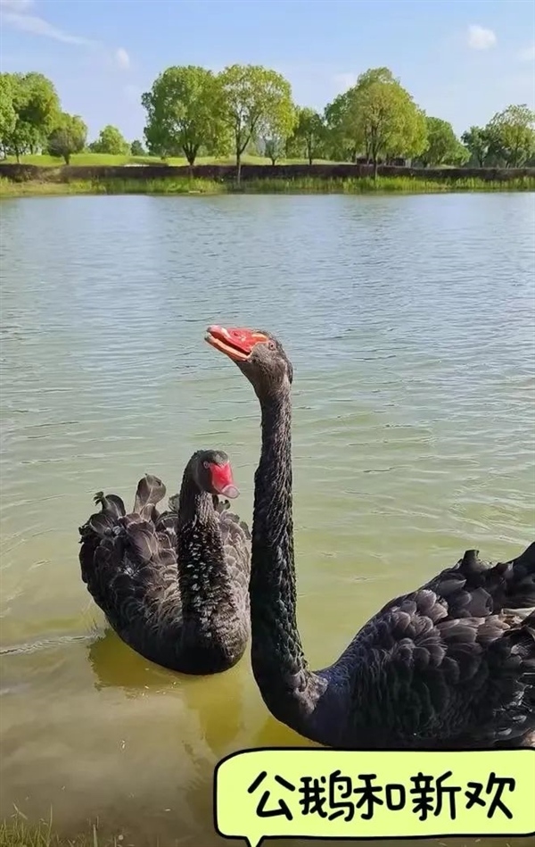 公鹅移情别恋 母鹅伤心欲绝！饲养员气不过给母鹅介绍2只公鹅