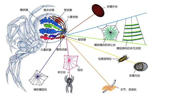 超强蜘蛛丝的前世今生