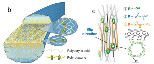 超强蜘蛛丝的前世今生