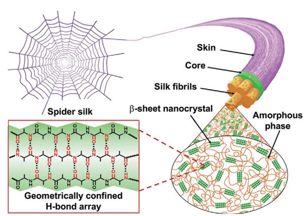 超强蜘蛛丝的前世今生