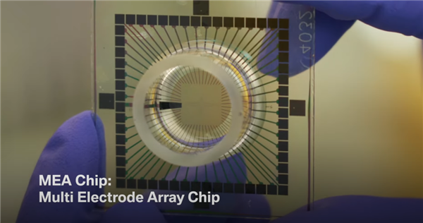 用人脑细胞跑AI 我快搞不懂这个世界了