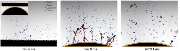 洋葱为何切得你热泪盈眶：科学家终于解开这个厨房难题