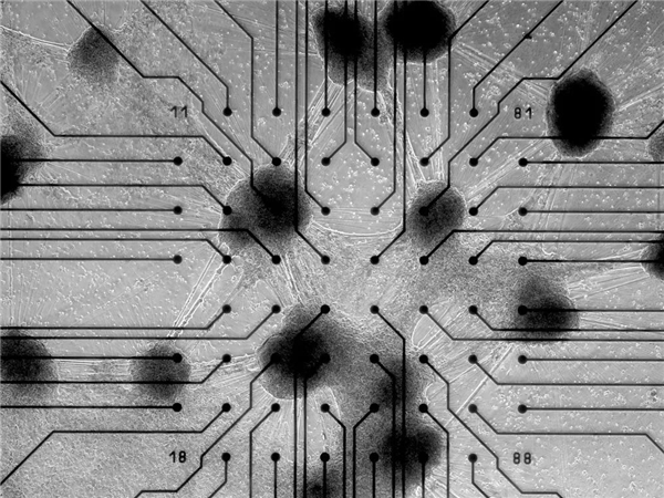 用人脑细胞跑AI 我快搞不懂这个世界了