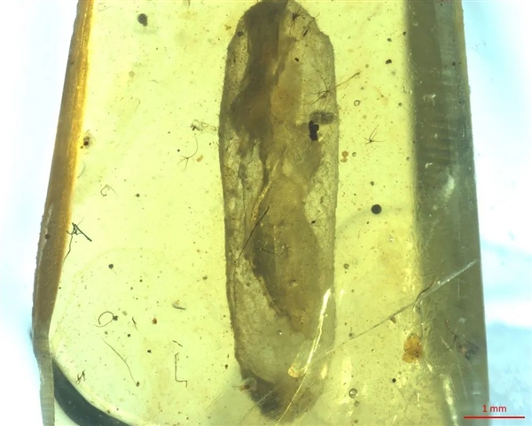 我国科学家发现约1亿年前僵尸昆虫：将一起源时间前推3000万年