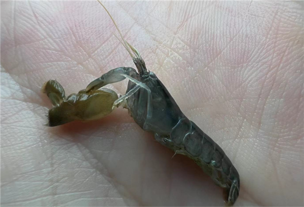 捉个皮皮虾 拇指被击穿！夏天在海边看到这些赶紧跑