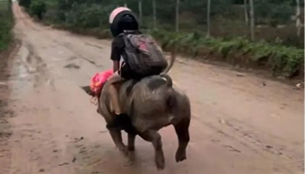 巴西9岁男孩驯服一头母猪 母亲：1分钟就能跑到学校