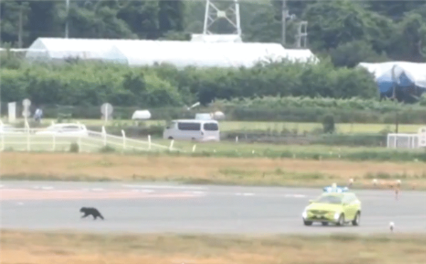 日本一机场有熊出没在跑道上撒欢:致10个航班取消插图 日本一机场有熊出没在跑道上撒欢:致10个航班取消