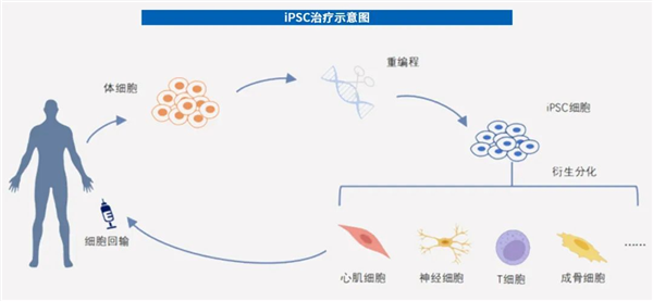 用人脑细胞跑AI 我快搞不懂这个世界了
