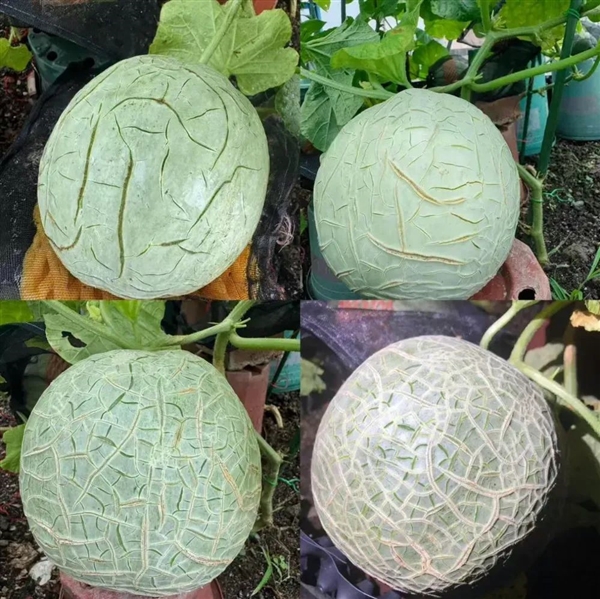 哈密瓜居然有肥胖纹！第一次和水果共情了