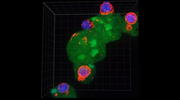 这种每年感染5000万人的寄生虫:科学已经知道它对人体做了什么插图4 这种每年感染5000万人的寄生虫:科学已经知道它对人体做了什么