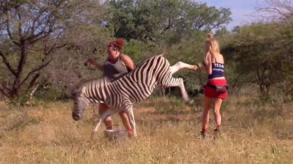 上天了：美国宠物斑马大逃亡 自由一周被飞机吊回家