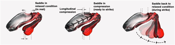 捉个皮皮虾 拇指被击穿！夏天在海边看到这些赶紧跑