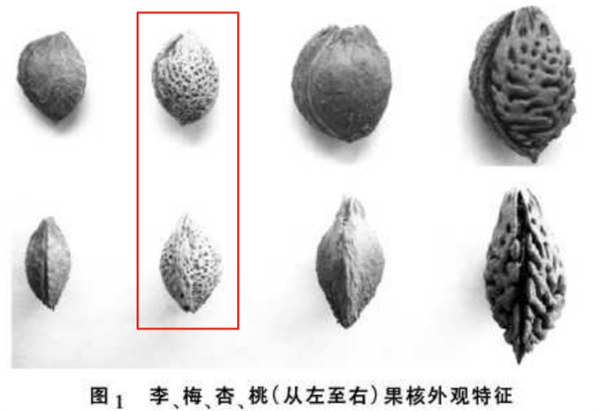 这种果子酸得发牙 却是夏天开胃解渴的宝藏食物！你吃对了吗