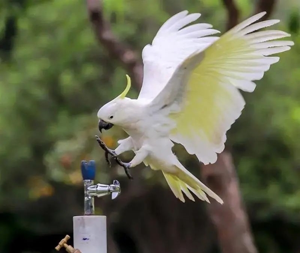 澳洲鹦鹉会开饮水器排队喝水 排队10分钟也不走