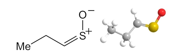洋葱为何切得你热泪盈眶：科学家终于解开这个厨房难题