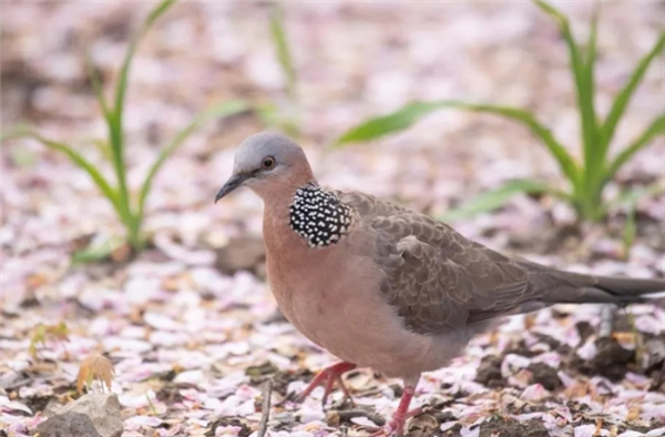 城市里 斑鸠越来越多：一大优势 无鸟可及