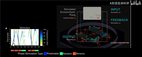用人脑细胞跑AI 我快搞不懂这个世界了