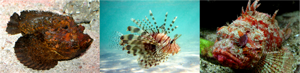 捉个皮皮虾 拇指被击穿！夏天在海边看到这些赶紧跑