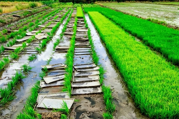 水稻先种秧苗后插秧 而非一次种到位：中国古代最高级的农业技术