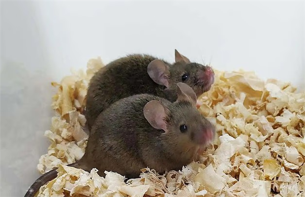 好事还是坏事：中国科学家成功让两只雄鼠产下可育后代