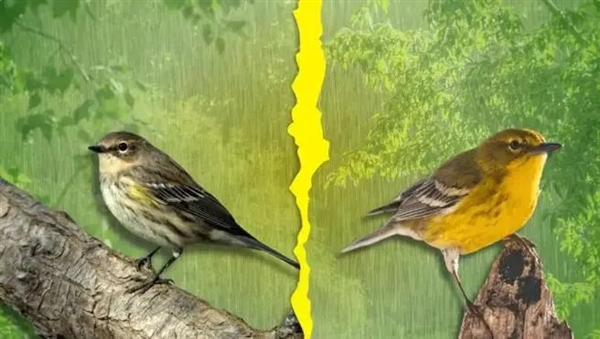 公鹅移情别恋 母鹅伤心欲绝！饲养员气不过给母鹅介绍2只公鹅