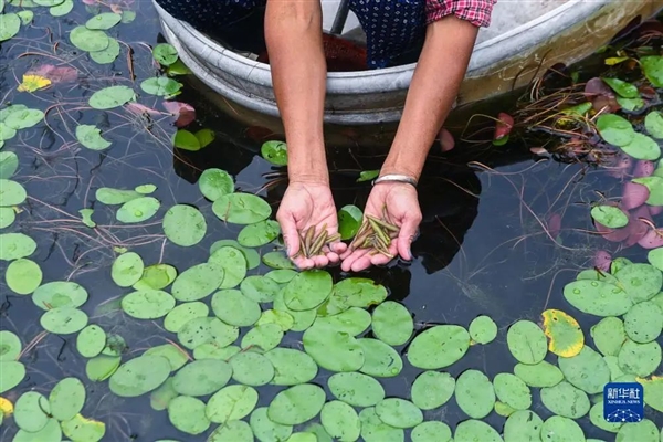 这种长在水里的菜：能“鲜掉”你的舌头！