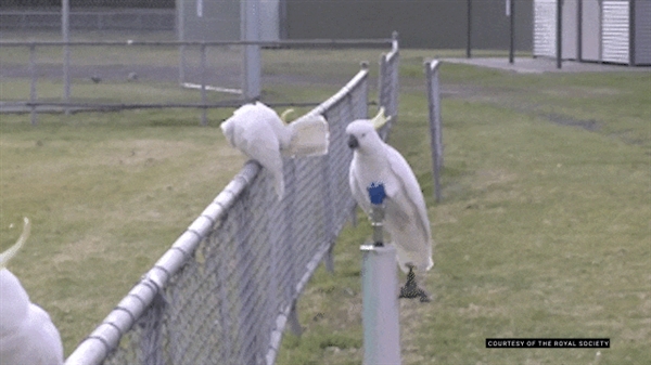 澳洲鹦鹉会开饮水器排队喝水 排队10分钟也不走