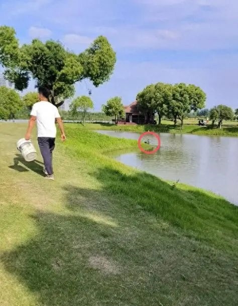 公鹅移情别恋 母鹅伤心欲绝！饲养员气不过给母鹅介绍2只公鹅