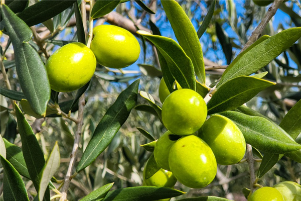 这种依赖进口的“液体黄金” 现在中国也能造了！