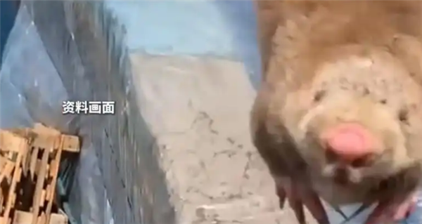 夫妻抓住偷柑橘的竹鼠烤来吃确诊肺炎 医生：这种菌太危险