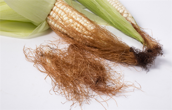 玉米须竟是抗癌“神器”！能抗胰腺癌 让肿瘤狂缩40%