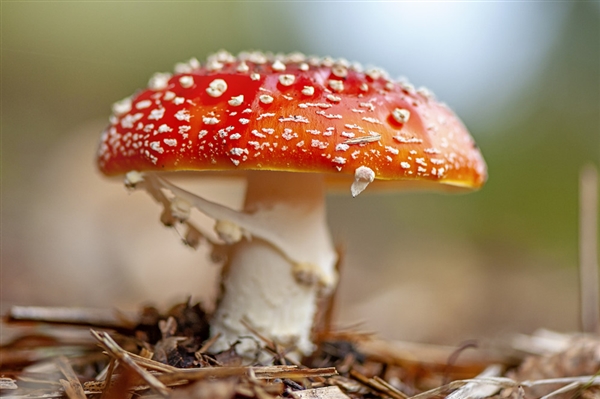 今年第一批吃菌子中毒的人出现了：小伙出现幻觉 隔空抓物