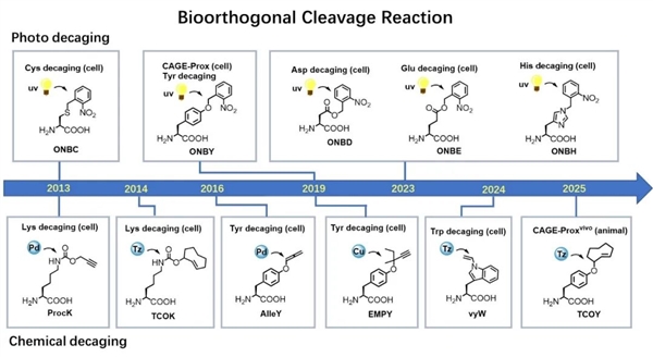 新突破！北大教授找到激活蛋白质的“万能钥匙”