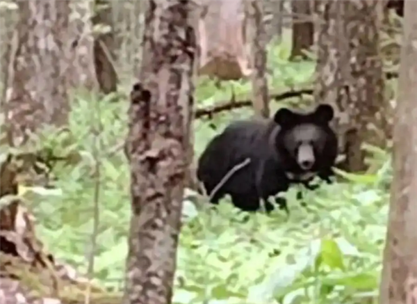 吉林一村民偶遇黑熊向其吹口哨打招呼 文旅局：属景点未开发区域
