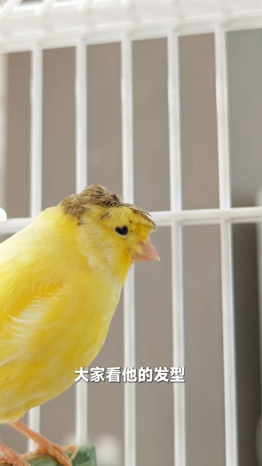 卢伟冰晒小米MIX Flip 2真机 锅盖头鸟壁纸太萌了 充电就炸毛插图2 卢伟冰晒小米MIX Flip 2真机 锅盖头鸟壁纸太萌了 充电就炸毛