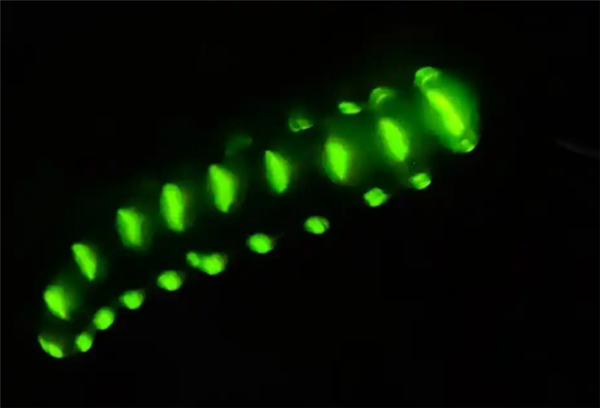 四川发现巨型萤火虫：体长超7厘米 发光点多达30余个