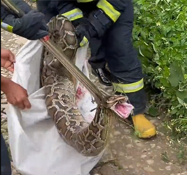 30斤巨蟒偷吃3只鸡 血盆大口吓得村民连连后退